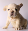 Additional photos: Lovely French bulldog puppies