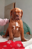 Additional photos: Dogue de Bordeaux