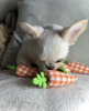 Photo №2 to announcement № 98464 for the sale of chihuahua - buy in Germany private announcement, from nursery, from the shelter, breeder