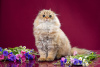 Photo №3. Golden Fold Cat. Russian Federation