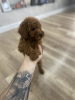 Additional photos: Toy poodle puppies