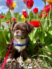 Photo №4. I will sell chihuahua in the city of Munich. breeder - price - 317$