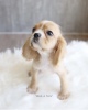 Photo №1. american cocker spaniel - for sale in the city of Lüneburg | 633$ | Announcement № 99570
