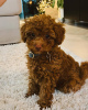 Photo №2 to announcement № 122018 for the sale of poodle (toy) - buy in United Kingdom 