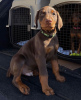 Photo №1. dobermann - for sale in the city of Штутгарт | 437$ | Announcement № 83109