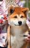 Additional photos: Akita Inu Boy (Hachiko)