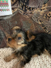 Photo №3. Yorkie puppies for sale, boy and girl. Germany