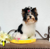Photo №2 to announcement № 55221 for the sale of beaver yorkshire terrier - buy in Belarus private announcement