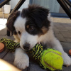 Photo №2 to announcement № 78803 for the sale of australian shepherd - buy in Hungary private announcement