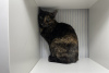 Additional photos: Tortoiseshell cat Cinnamon is looking for a home and a loving family!