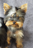 Photo №2 to announcement № 8922 for the sale of yorkshire terrier - buy in Ukraine 