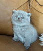 Photo №2 to announcement № 90830 for the sale of british shorthair - buy in Germany private announcement