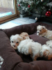 Photo №2 to announcement № 81812 for the sale of maltese dog - buy in Netherlands private announcement