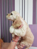 Photo №1. american cocker spaniel - for sale in the city of Novosibirsk | negotiated | Announcement № 89317