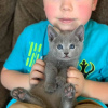 Photo №1. russian blue - for sale in the city of Reykjavík | 300$ | Announcement № 57207