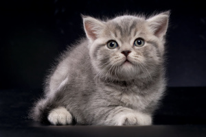 Photo №1. british shorthair - for sale in the city of Minsk | 300$ | Announcement № 5062