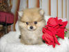 Additional photos: Pomeranian girl