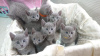 Photo №1. russian blue - for sale in the city of Zwolle | 461$ | Announcement № 13828