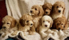 Photo №3. Stunning Small Miniature Goldendoodle Puppies 1(559) 745-5646. United States