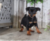 Photo №1. miniature pinscher - for sale in the city of Berlin | Is free | Announcement № 126980