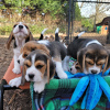 Photo №2 to announcement № 124720 for the sale of beagle - buy in Germany private announcement