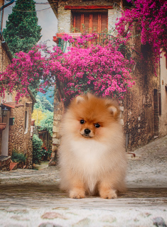 Photo №2 to announcement № 4717 for the sale of pomeranian - buy in Belarus from nursery