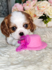 Additional photos: Cavalier King Charles Spaniel puppies for sale