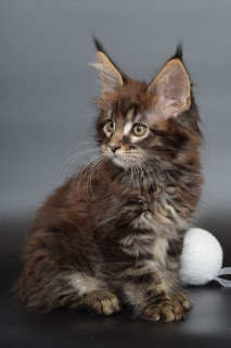 Photo №2 to announcement № 4471 for the sale of maine coon - buy in Russian Federation from nursery, breeder