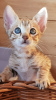 Photo №4. I will sell savannah cat in the city of Berlin. private announcement - price - 423$