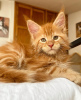 Photo №2 to announcement № 103712 for the sale of maine coon - buy in Germany breeder