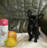 Photo №2 to announcement № 103805 for the sale of chihuahua - buy in Poland breeder