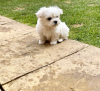 Photo №2 to announcement № 69123 for the sale of maltese dog - buy in Finland 