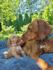 Photo №2 to announcement № 54520 for the sale of vizsla - buy in Latvia private announcement