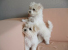 Photo №1. maltese dog - for sale in the city of Savonlinna | negotiated | Announcement № 54800