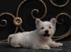 Additional photos: west highland white terrier puppy female