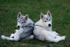 Photo №3. Siberian husky puppies. Serbia