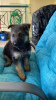 Photo №2 to announcement № 66243 for the sale of german shepherd - buy in Germany private announcement, breeder