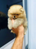 Photo №1. pomeranian - for sale in the city of Нови Сад | negotiated | Announcement № 79262