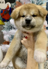 Photo №2 to announcement № 8799 for the sale of akita - buy in Russian Federation breeder