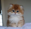 Photo №2 to announcement № 87576 for the sale of persian cat - buy in United States private announcement