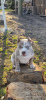 Photo №3. American Bully, girl. Czech Republic