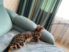 Photo №2 to announcement № 19175 for the sale of bengal cat - buy in Russian Federation private announcement