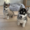 Photo №1. siberian husky - for sale in the city of Tallinn | negotiated | Announcement № 124653