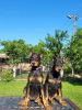 Photo №1. dobermann - for sale in the city of Obrenovac | negotiated | Announcement № 101989