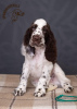 Photo №1. english springer spaniel - for sale in the city of Kiev | 1500$ | Announcement № 11174