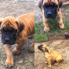 Photo №2 to announcement № 10070 for the sale of boerboel - buy in Russian Federation breeder