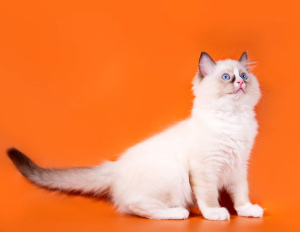 Photo №4. I will sell ragdoll in the city of Samara. private announcement, from nursery, breeder - price - 821$