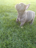 Photo №4. I will sell french bulldog in the city of Senta. breeder - price - negotiated