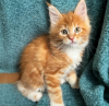 Photo №1. maine coon - for sale in the city of Lugano | 423$ | Announcement № 116315