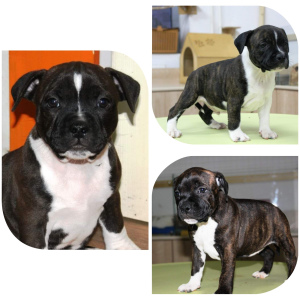 Photo №2 to announcement № 1099 for the sale of staffordshire bull terrier - buy in Belarus private announcement